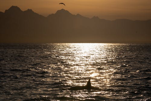 A Whale Swimming on the Sea During Evening Sky