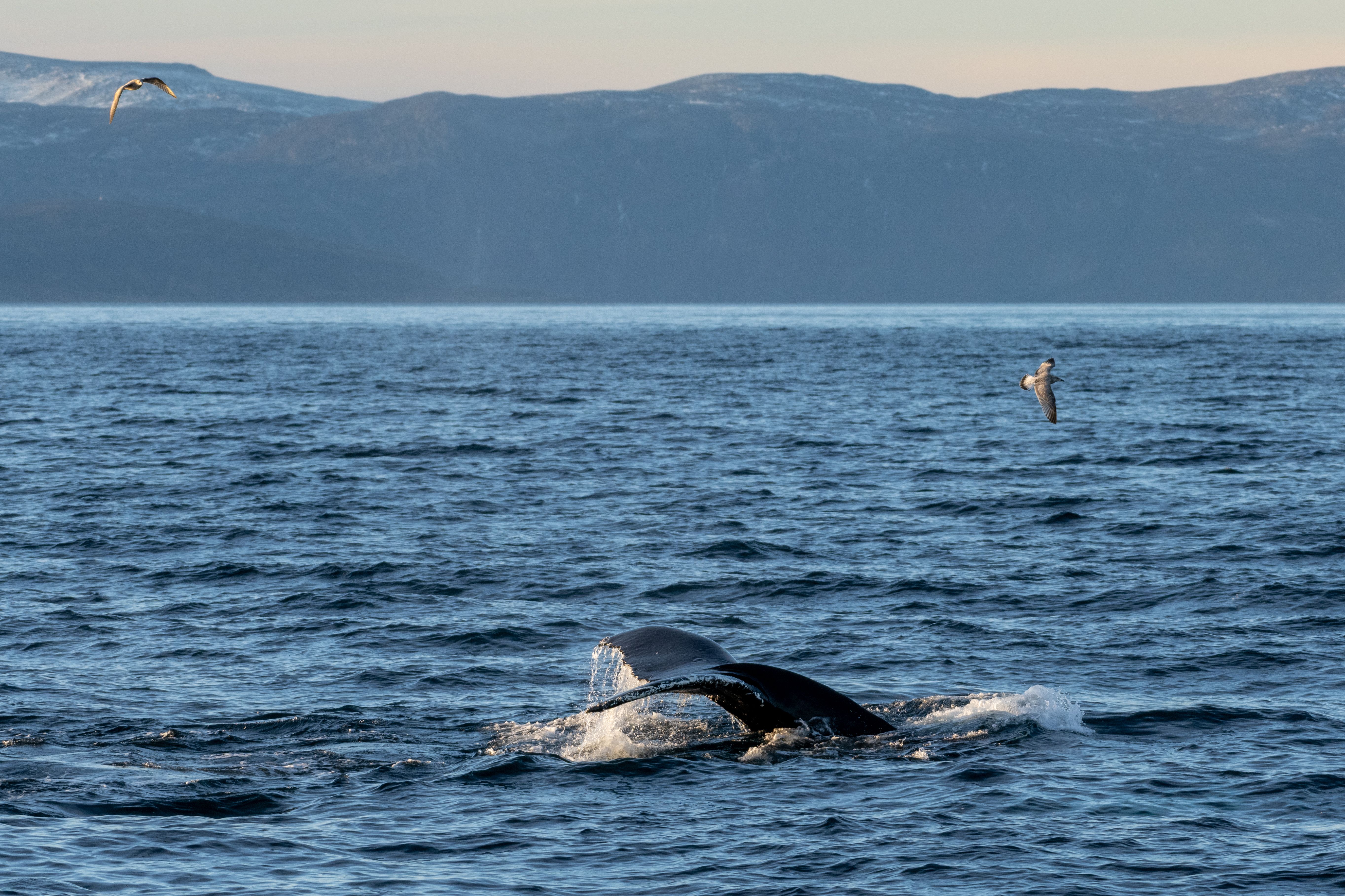 Tail of a Whale Above Water · Free Stock Photo