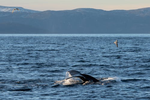 Free Tail of a Whale Above Water Stock Photo