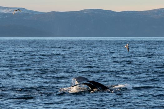 whale photo