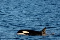 A Killer Whale in the Sea