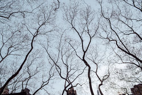 Základová fotografie zdarma na téma bezlistý, bílá obloha, holé stromy