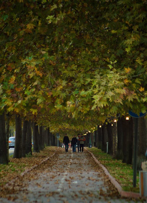 People Walking on Pathway Between the Trees