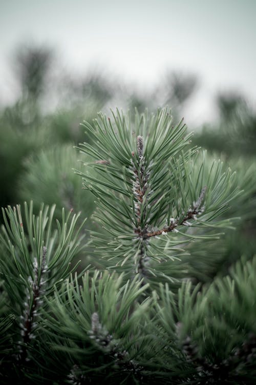 Green Pine Tree in Close Up Photography