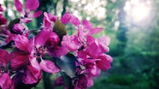 在宁静的户外环境中，美丽的特写展现了充满活力的粉红色花朵与郁郁葱葱的绿色背景