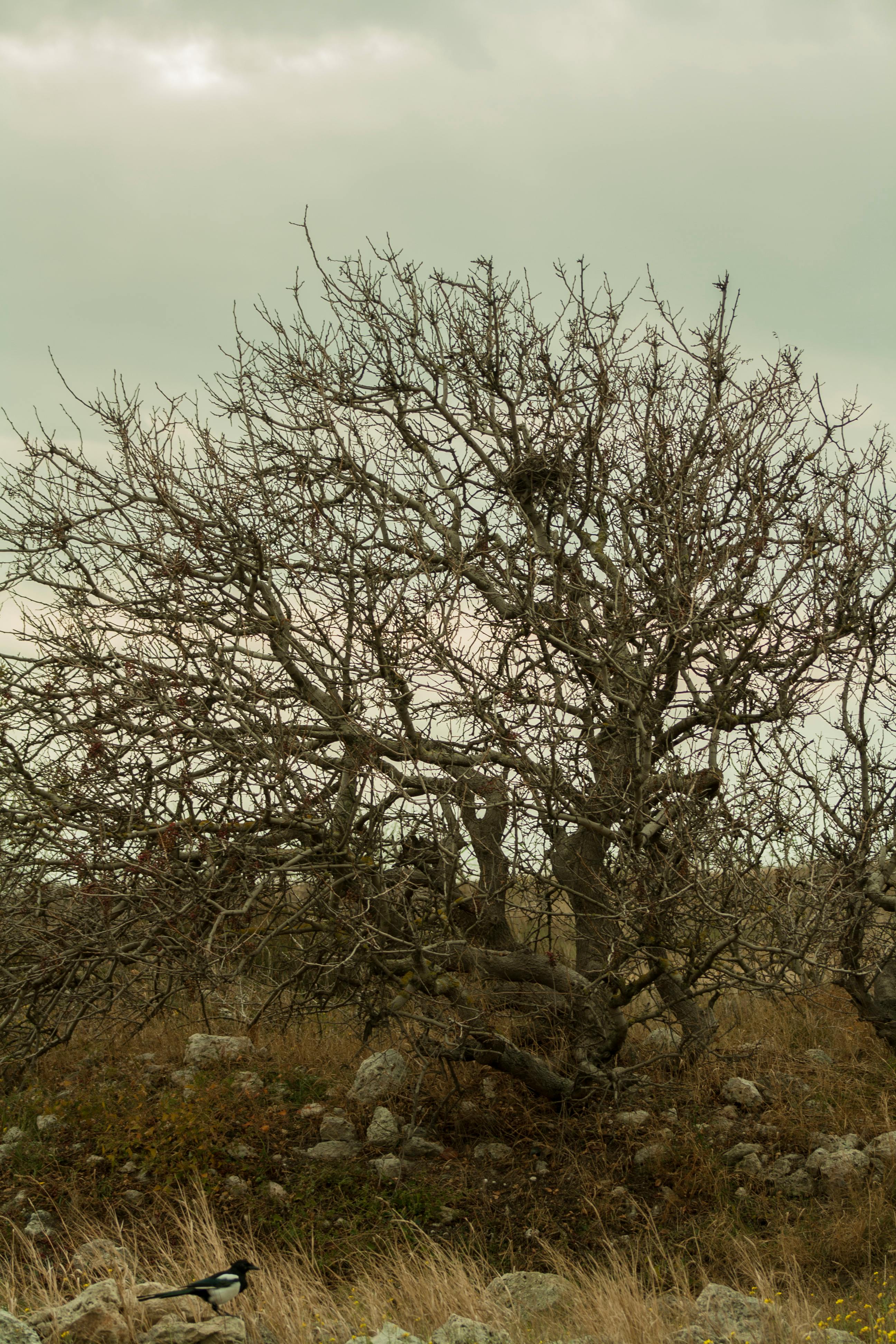 a leafless tree on ground surrounded by rocks and brown grass