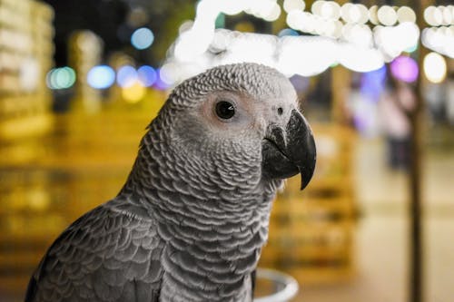 Мелкофокусная фотография серого попугая
