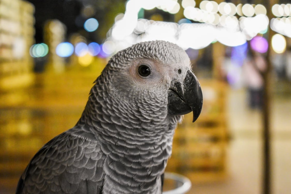 Shallow Focus Photography of Gray Parrot