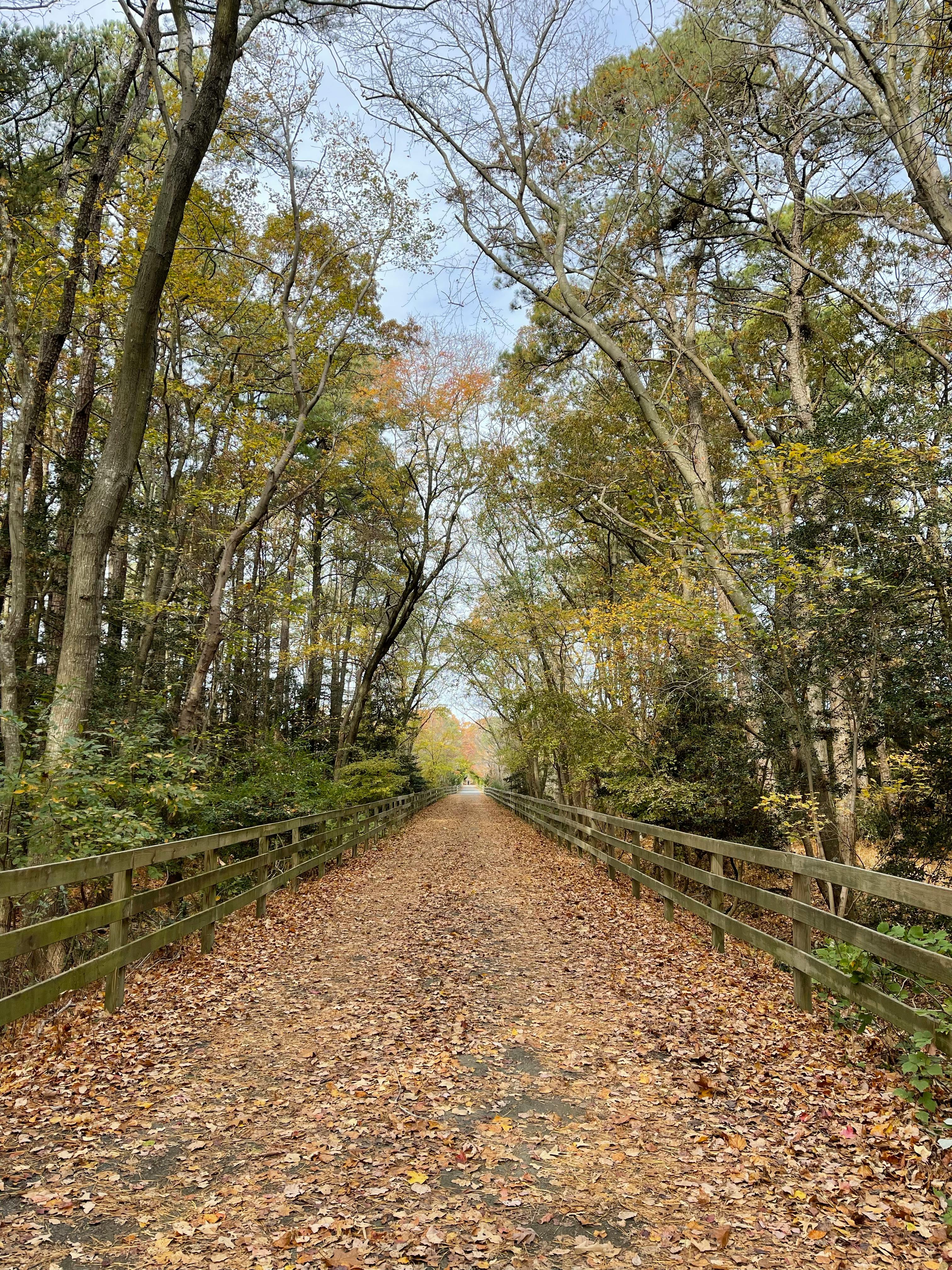 Scenic hiking trail in Delaware