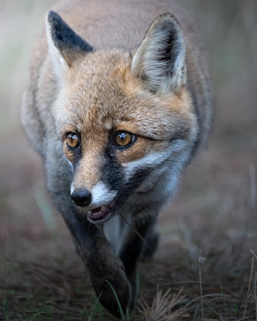 Photo of a Fox with Black Whiskers
