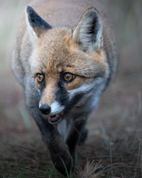 fox photo
