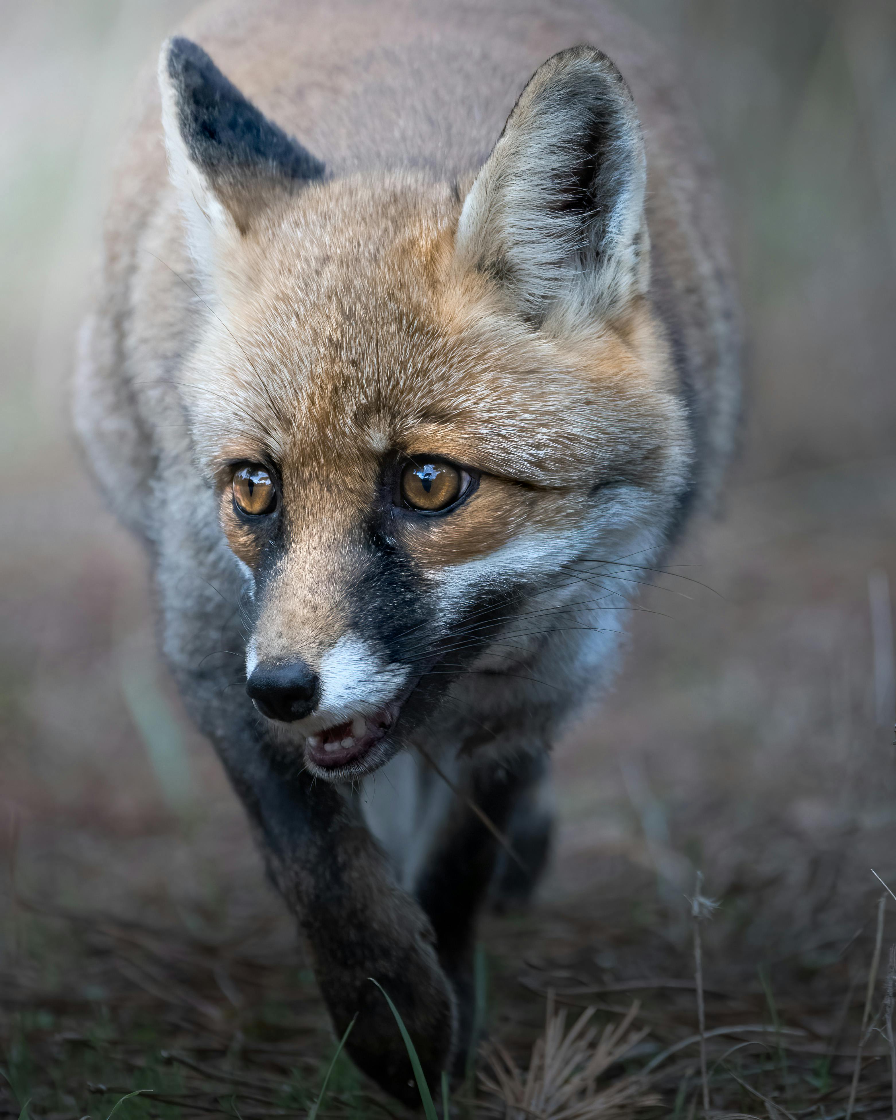 Photo of a Fox with Black Whiskers · Free Stock Photo