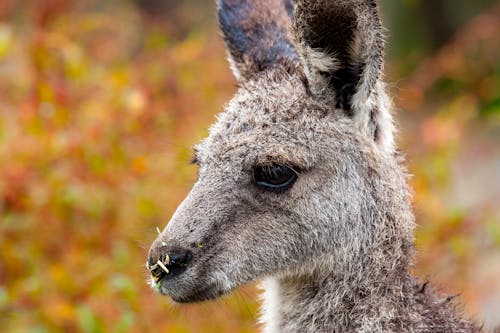 Close-up of a Gray Kangaroo