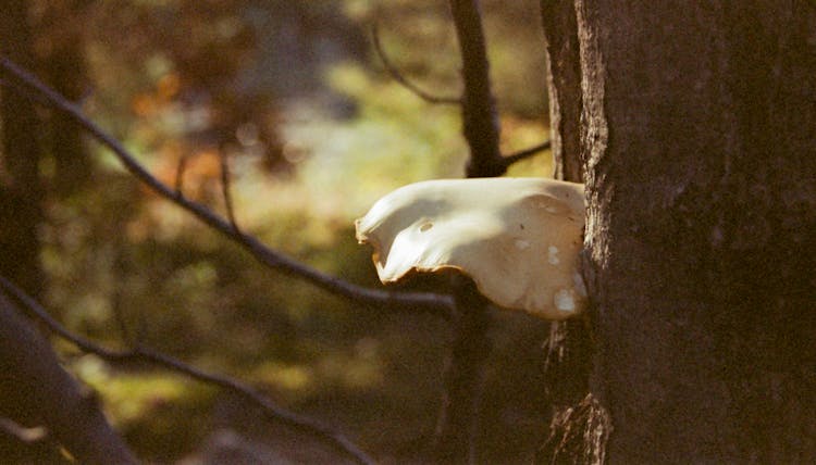 A White Mushroom On A Tree