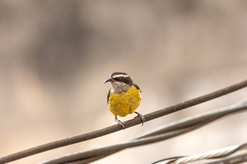 Yellow and Black Bird Perched on Gray Metal Bar