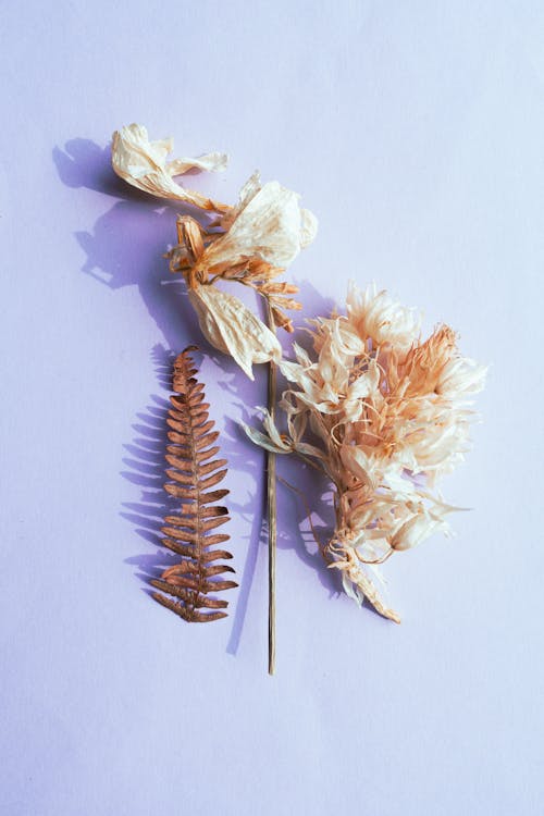 Free A Couple of Dried Flowers and Leaf on White Surface Stock Photo