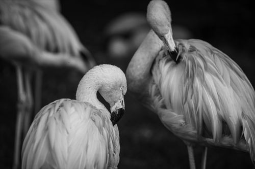 Free Elegant black and white portrait of flamingos showcasing their grace and beauty in the wild. Stock Photo
