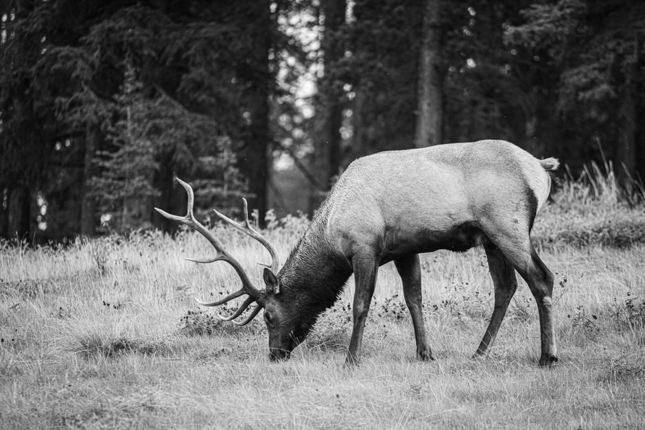 Black and white photo of a buck grazing in a tranquil forest clearing.