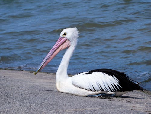 Gratis arkivbilde med australske pelikanen, dyr, dyrefotografering Arkivbilde
