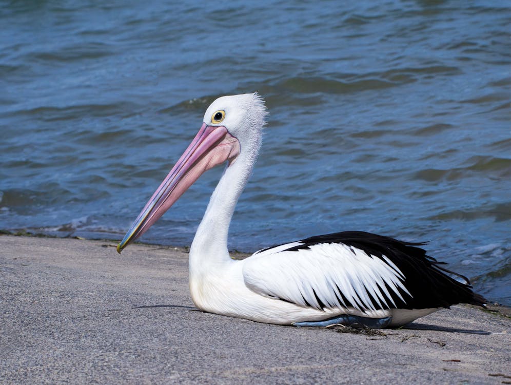 Photo of a Black and White Australian Pelican