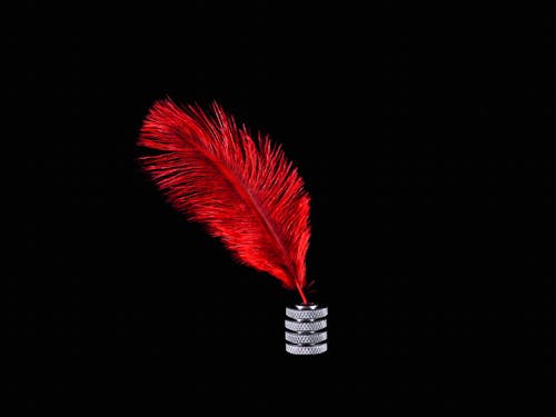 Free stock photo of black background, feather, red