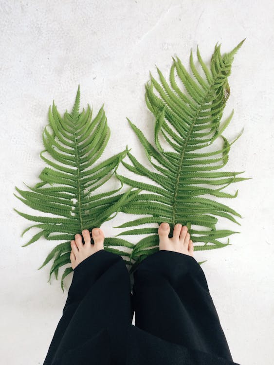 Two Fern Leaves Stepped by a Person