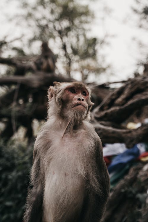 Close-Up Photograph of a Rhesus Macaque Monkey