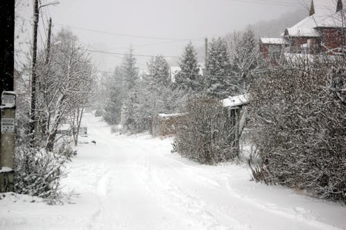 Foto profissional grátis de inverno