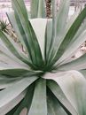 Photo of Linear Leaf Plant