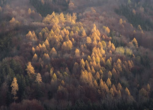 Photos gratuites de arbres verts, automne, clairière
