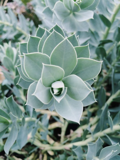 Picture of succulent plant