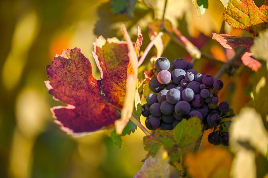 A vivid close-up of purple grapes hanging on vine amidst colorful leaves in a vineyard.