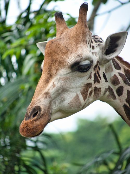 Free Close-up of a giraffe's head with lush greenery in the background. Stock Photo
