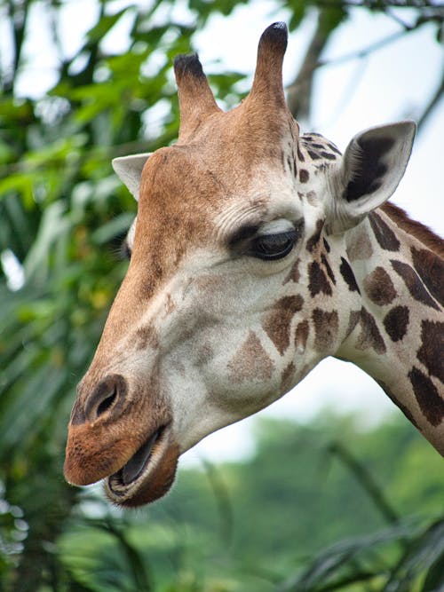 Free A Close-up Shot of a Giraffe's Head Stock Photo