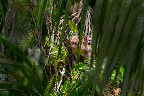A Monkey Near Fern Plants