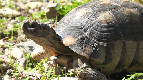 エキゾチックな動物, カメ, ギリシャの無料の写真素材