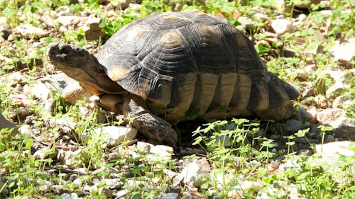 エキゾチックな動物, カメ, ギリシャの無料の写真素材