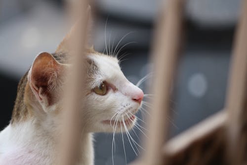 フェンスの後ろに白と灰色のぶち猫