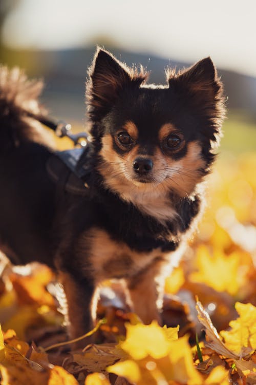 A Cute Chihuahua with Fur