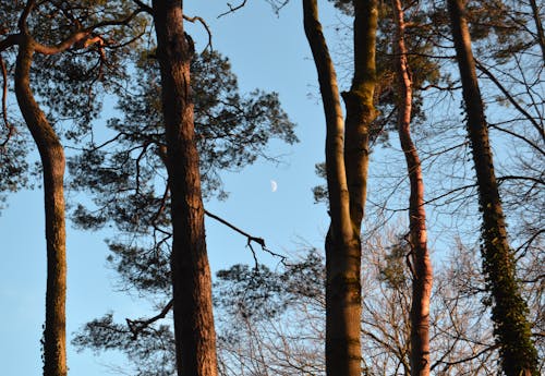Free Trees Under Crescent Moon Stock Photo
