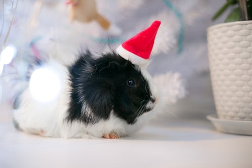A Black and White Guinea Pig with a Santa Hat