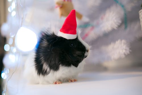 Free A White and Black Guinea Pig with Santa Hat Stock Photo