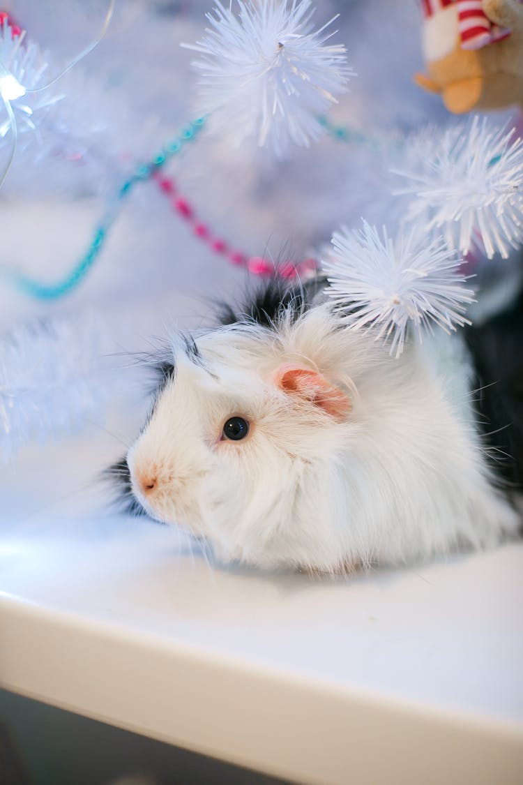 Photo Of A Black And White Guinea Pig