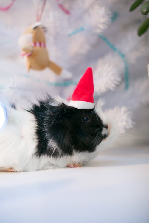 Free A Guinea Pig Wearing a Santa Hat Stock Photo