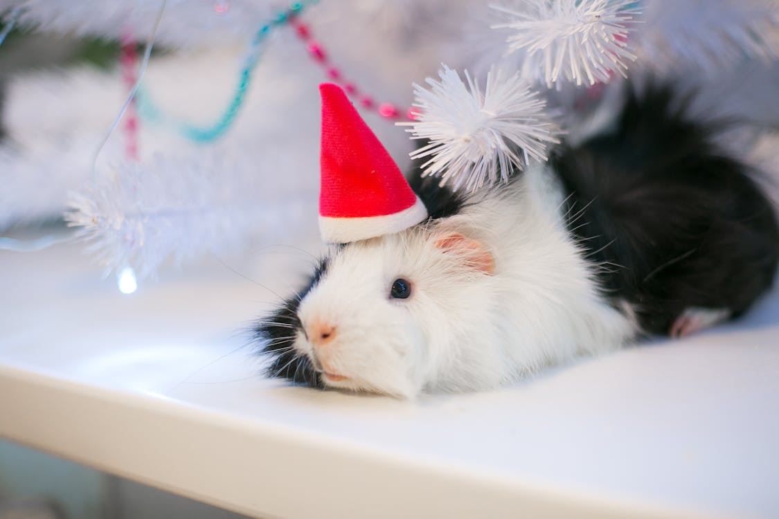 Free Guinea Pig Lying on a Table Stock Photo