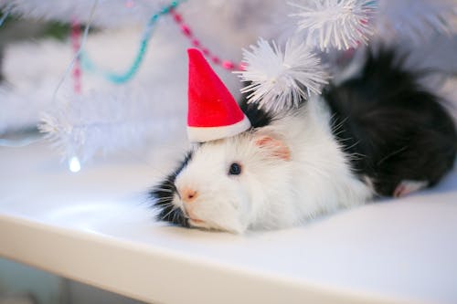 Guinea Pig Lying on a Table