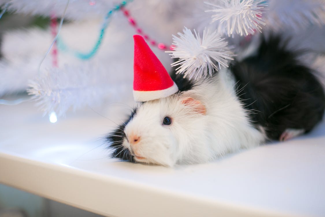 Free Guinea Pig Lying on a Table Stock Photo