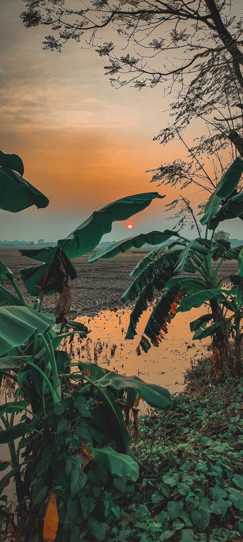 Free stock photo of animal farming, banana, banana leaves Stock Photo