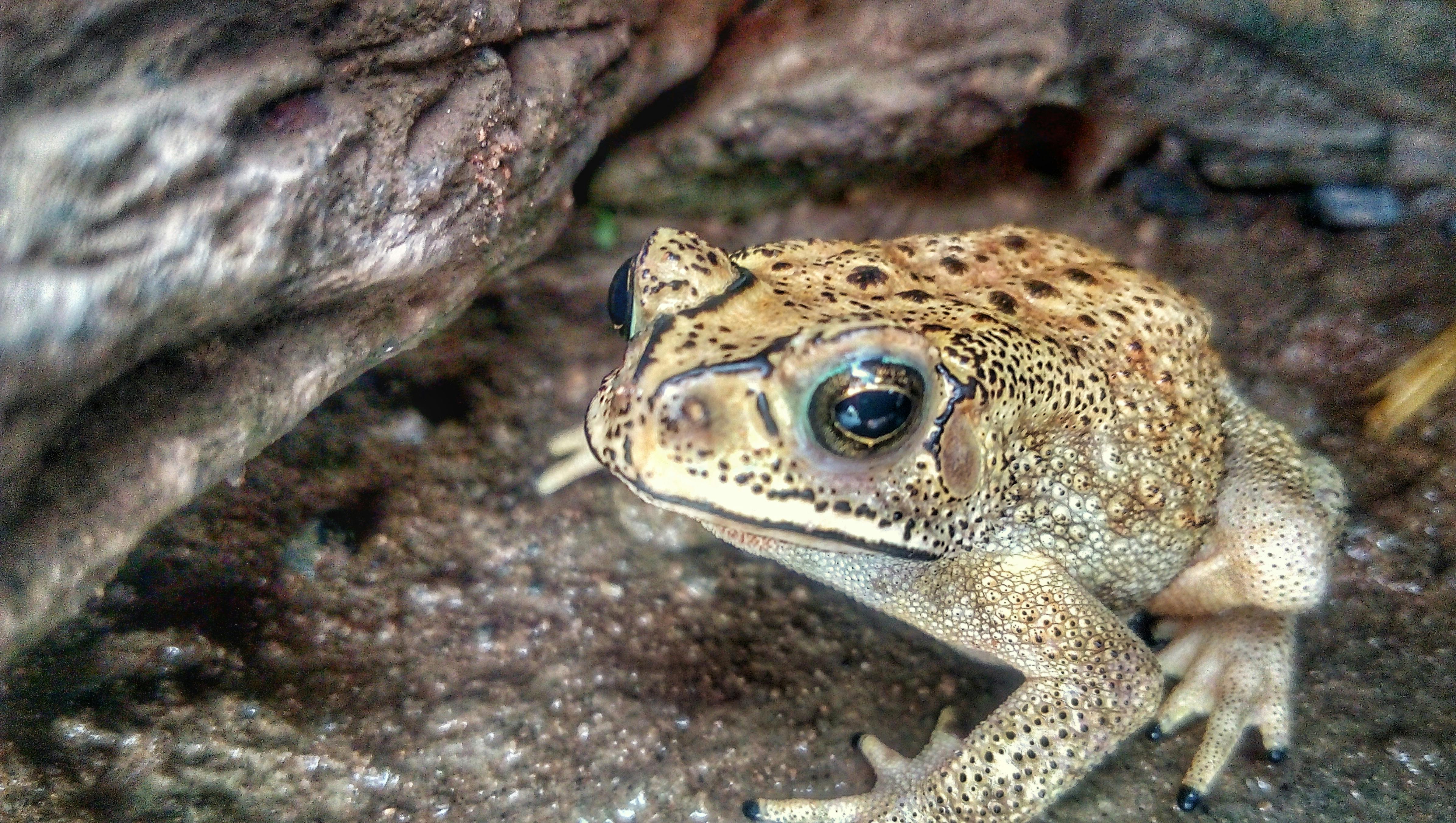 Free stock photo of amphibian, amphibians, frogs