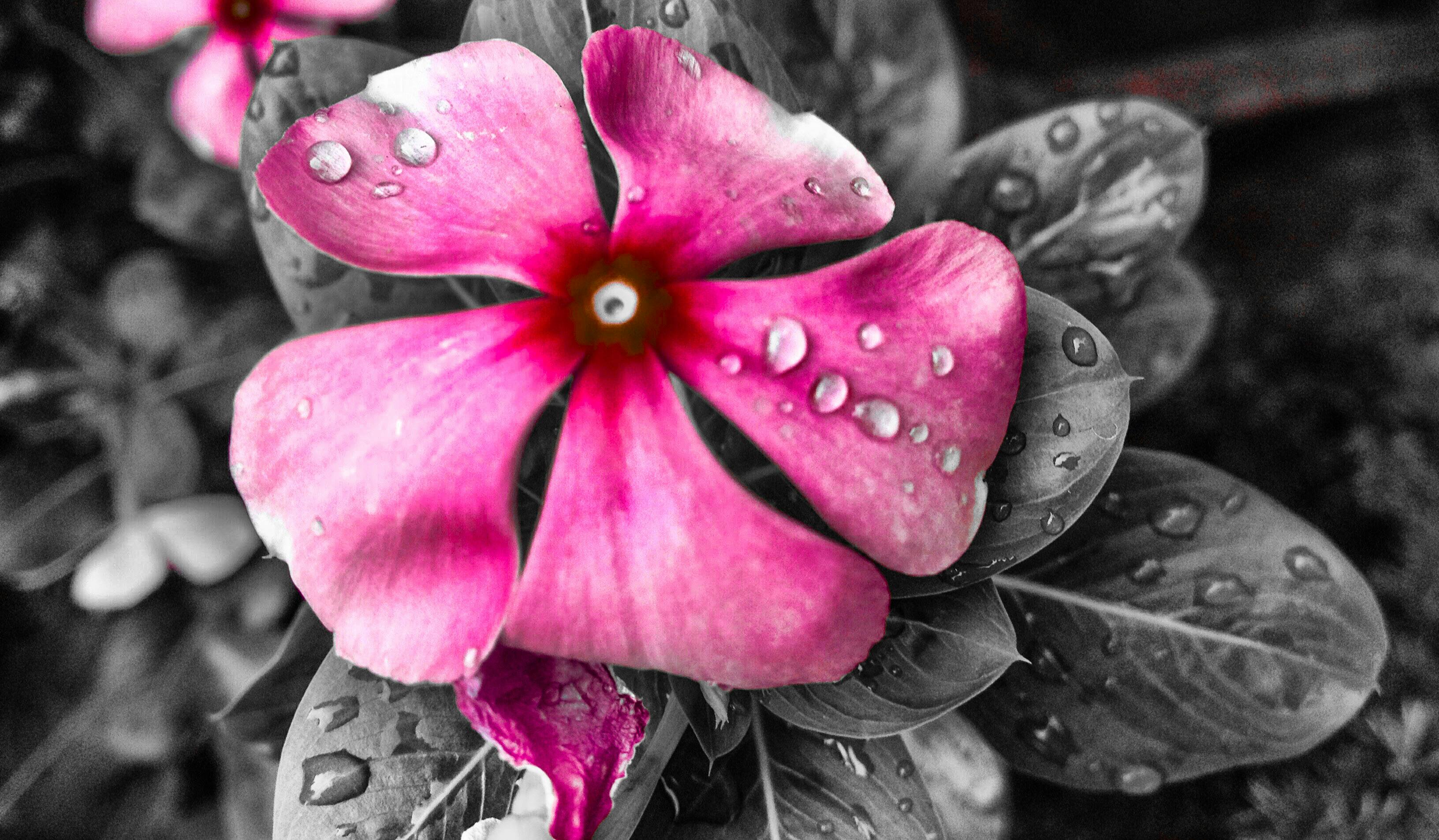 Foto Stok Gratis Tentang Background Hitam Bunga Merah Jambu Bunga Merah Muda